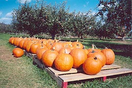 [photo, Pumpkins, Frederick County Fair, Frederick, Maryland]