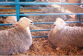 [photo, Sheep, Maryland Sheep and Wool Festival, Howard County Fairgrounds, West Friendship, Maryland]